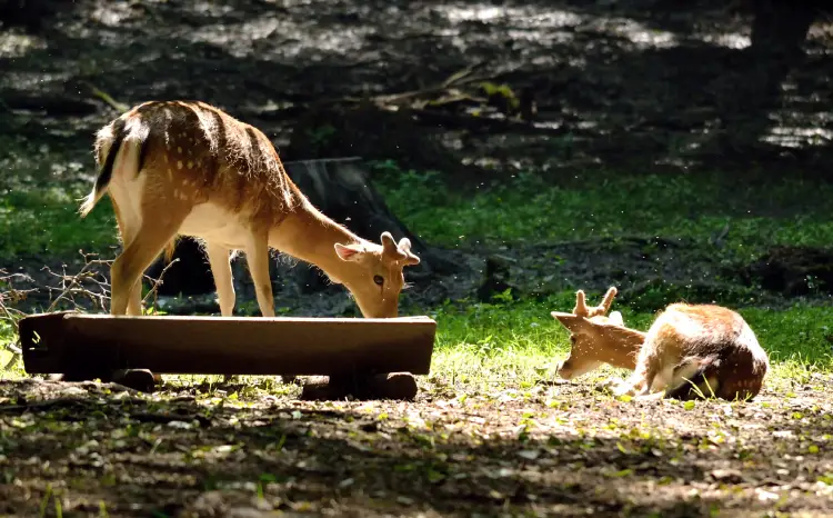 Arignar Anna Zoological Park